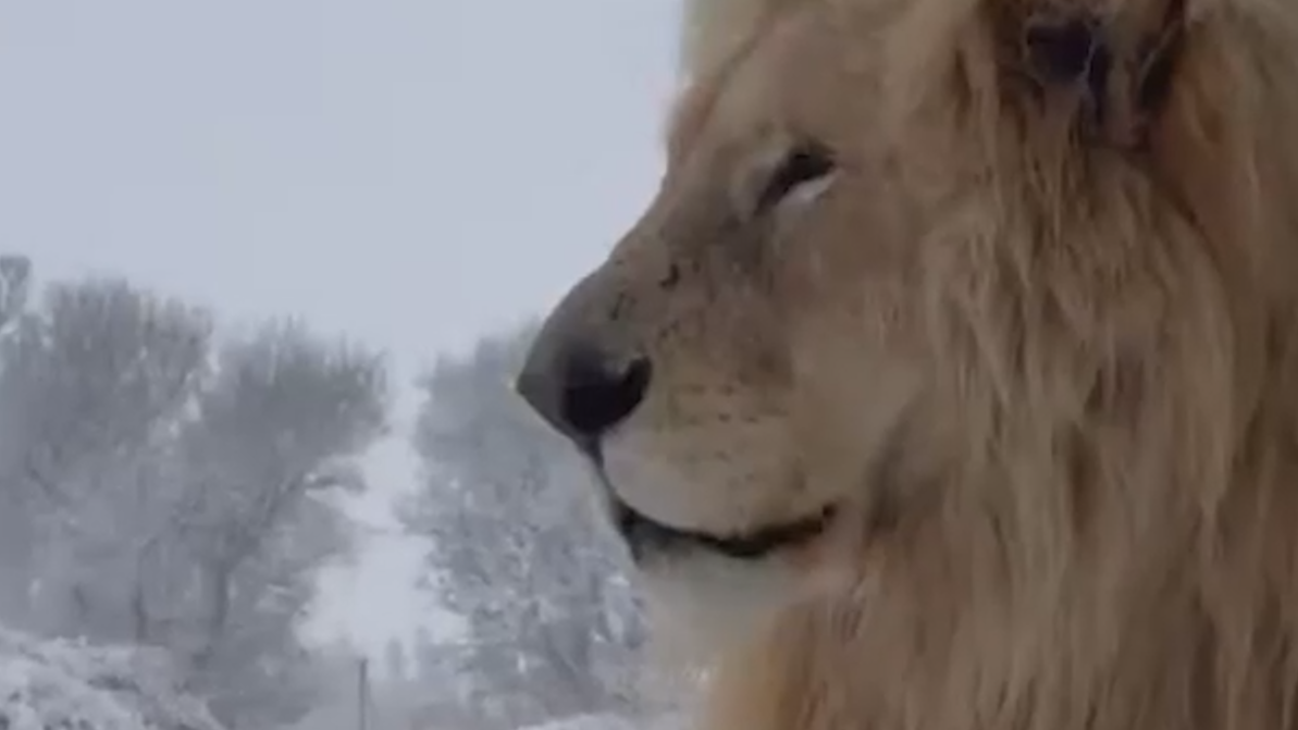 Южную Африку накрыл сильный снегопад. Видео