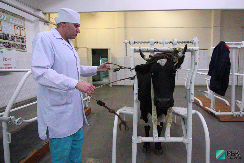 В Татарстане ветеринарные учреждения за два года потратили почти миллиард
