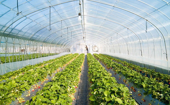 «Агроинвест» построит тепличный комплекс на Кубани за 500 млн рублей