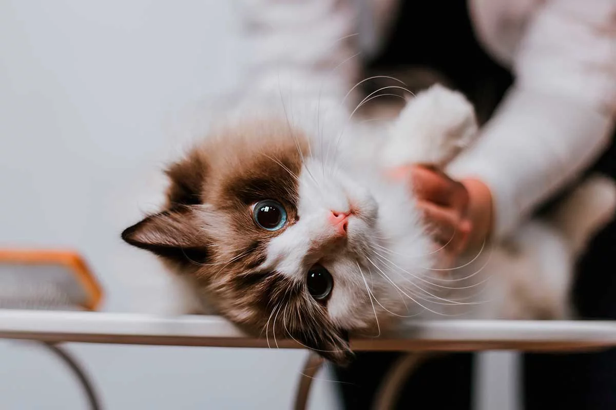 Кошка породы рэгдолл