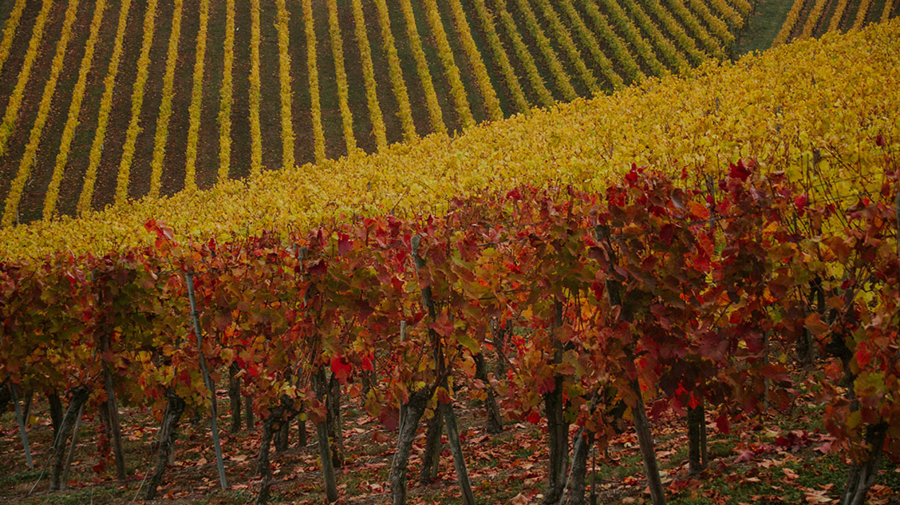Осень на виноградниках. Фотогалерея
