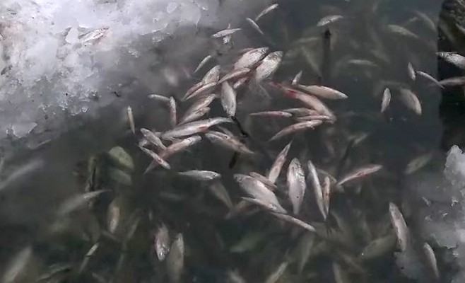Массовый мор рыбы в Займище вызван не токсинами