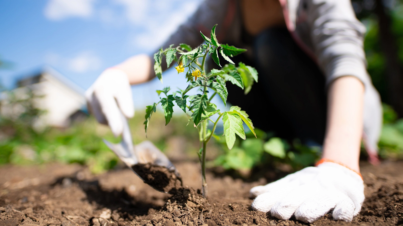 В апреле на рассаду сеют скороспелые томаты, баклажаны, перцы, огурцы, капусту, тыкву, арбузы и дыни