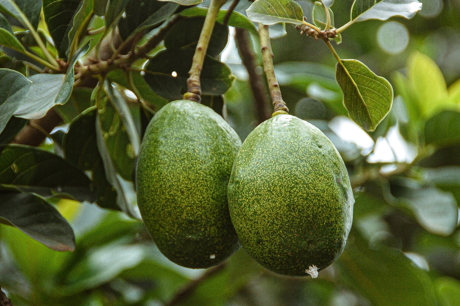 Вес&nbsp;авокадо варьируется от 200 г до&nbsp;1,4 кг