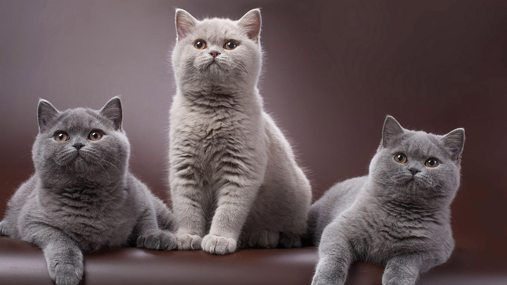 Как подружить кошек или котов между собой в квартире - Purina ONE®