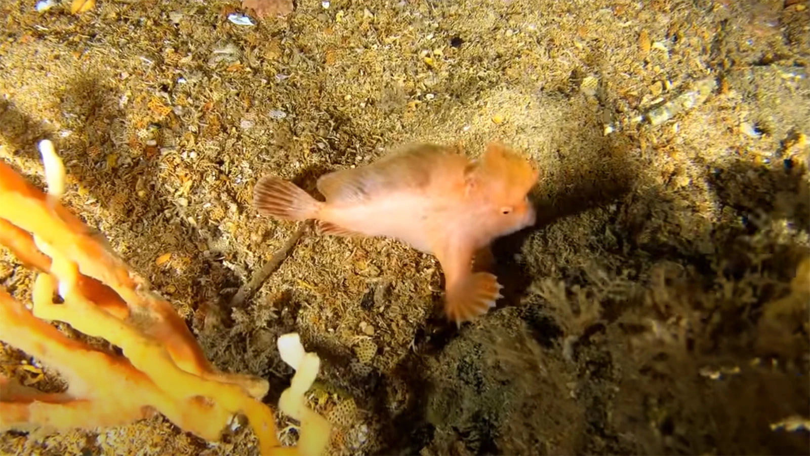 Tasmanian Underwater Explorer / YouTube