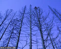 Двух киприотов судят за отравление сотен деревьев
