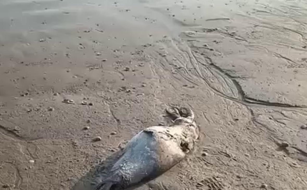 В Махачкале нашли восемь мертвых краснокнижных тюленей