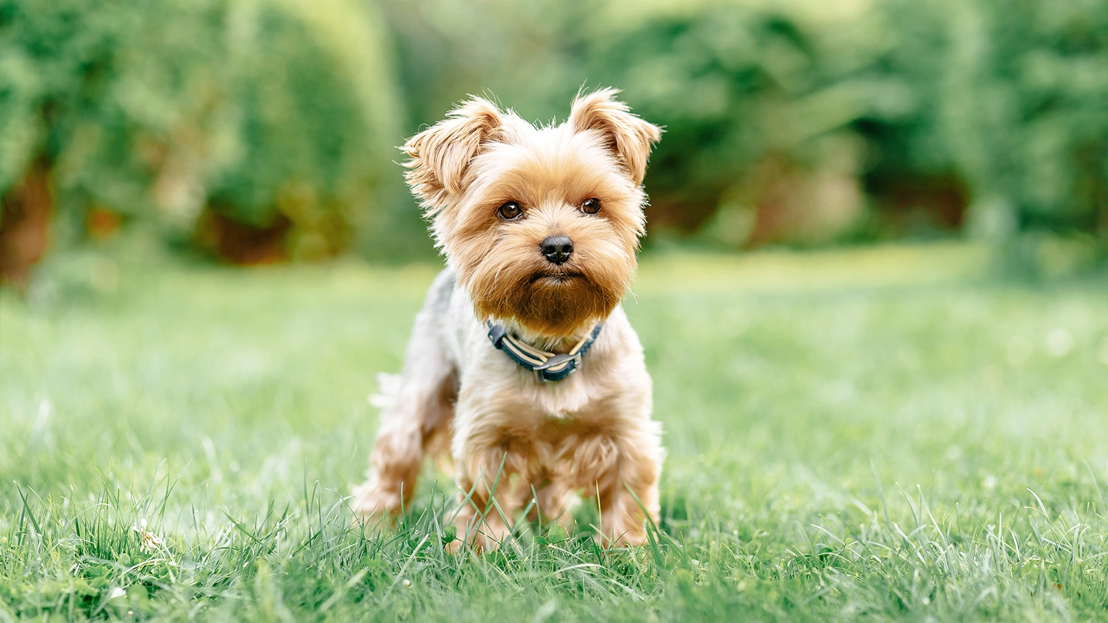 Самые маленькие породы собак в мире: фото, описание
