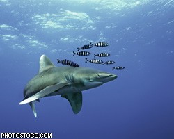 Власти Египта обещают защитить туристов от акул