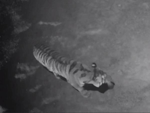 кадр с камеры наружного наблюдения