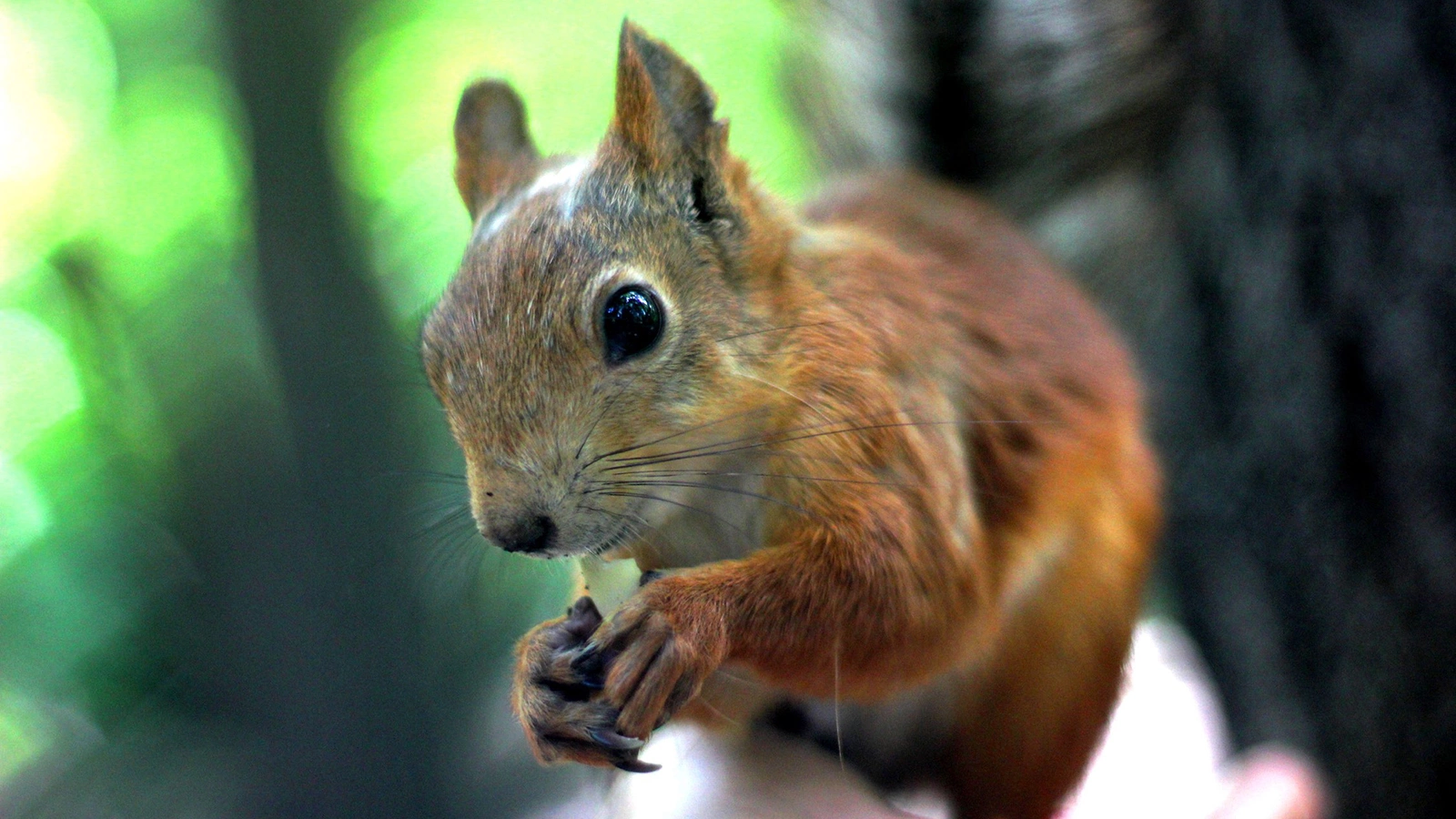 Белки — всеядные животные, основу их рациона составляют богатые белками, углеводами и жирами растительные продукты