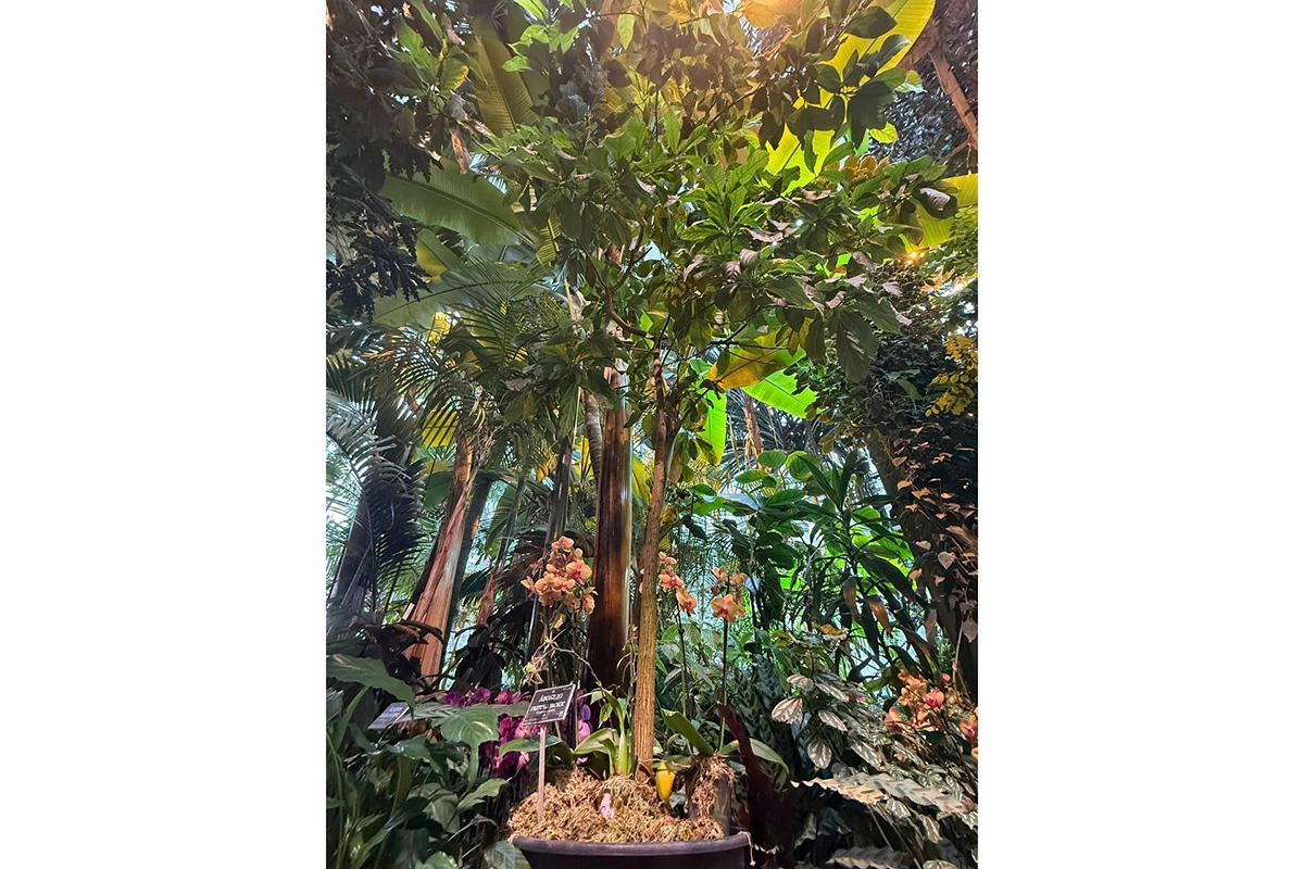 Гватемальское авокадо