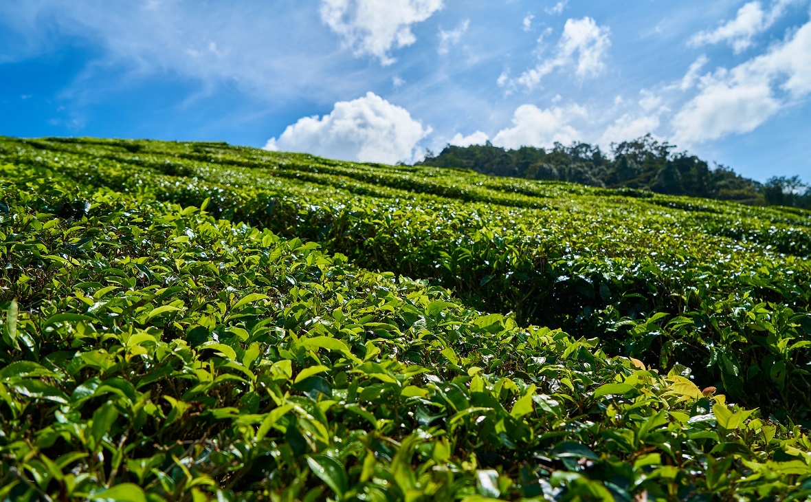 Площадь чайных плантаций в Сочи к 2021г. планируют увеличить в 2,3 раза