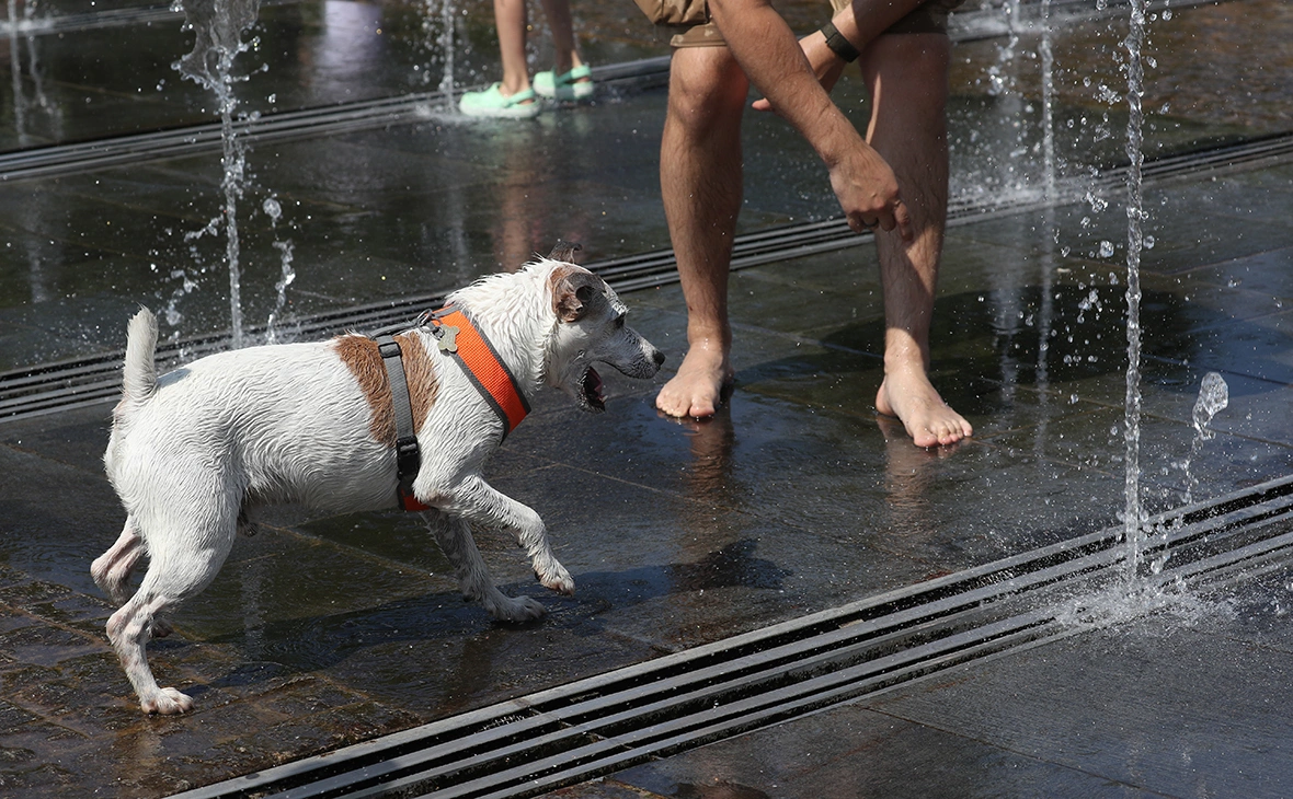 Андрей Любимов / РБК