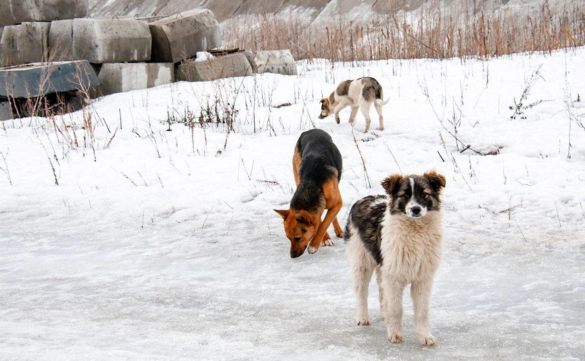 Светлана Возмилова / Global Look Press