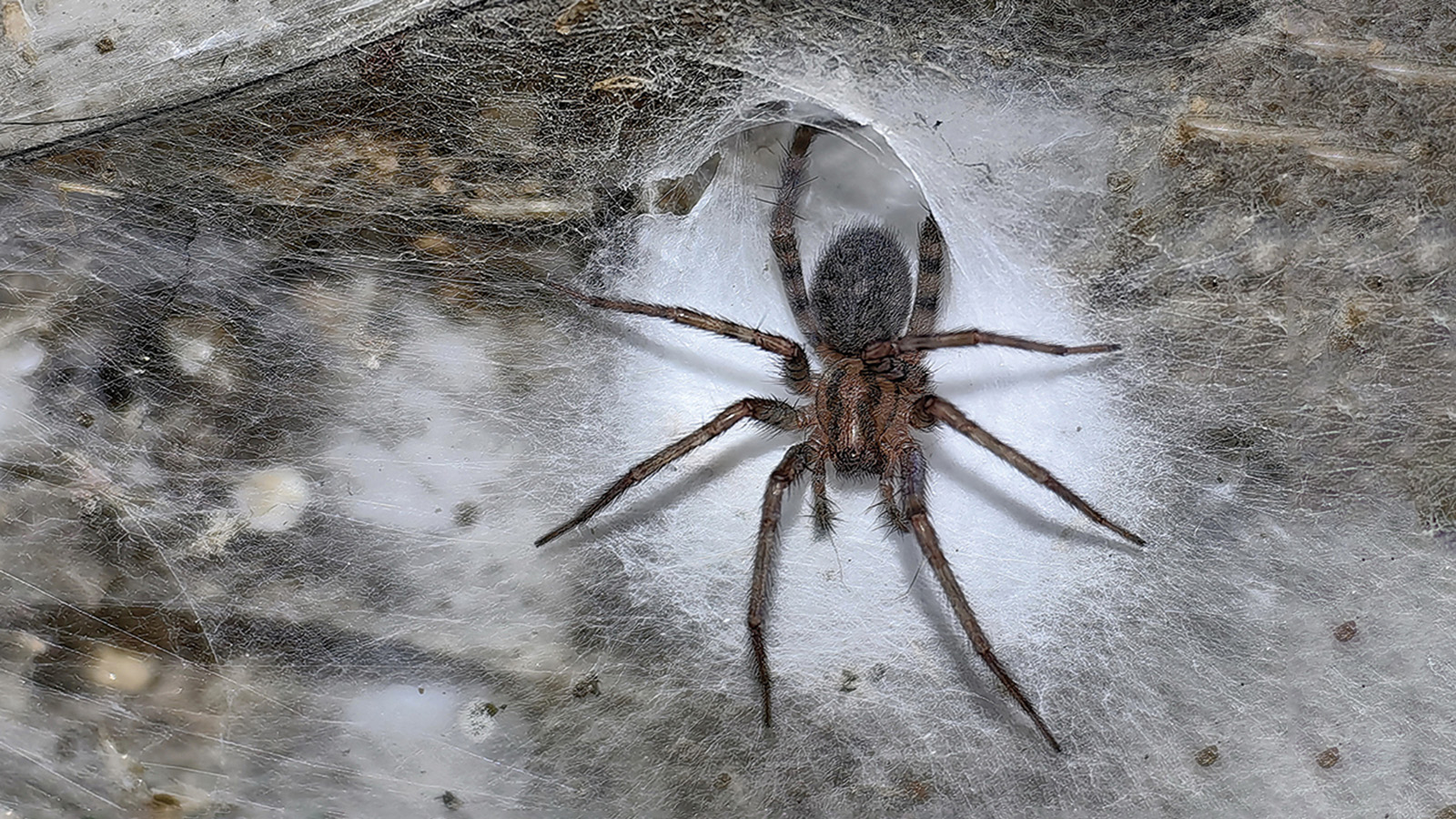 Tegenaria domestica (он же домовый паук)