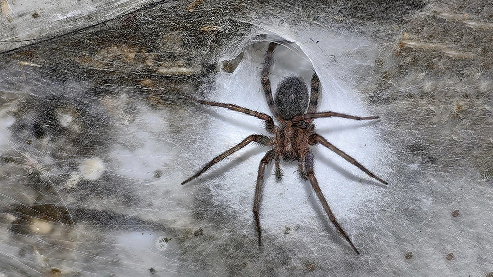 Tegenaria domestica (он же домовый паук)