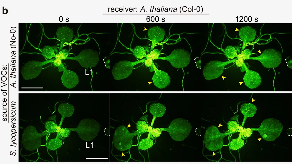 <p>Ученые провели эксперимент с листьями Arabidopsis thaliana</p>