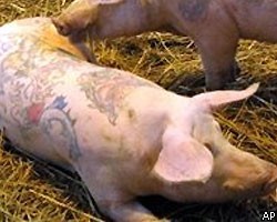 Свиньи с татуировками Louis Vuitton запрещены к показу в Шанхае 