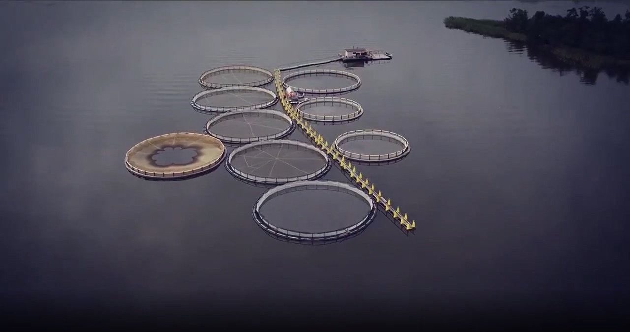 Поменялись учредители вологодских акваферм Алексея Блиновского