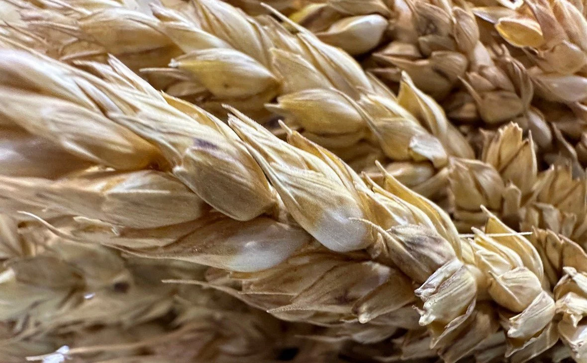 РБК Краснодар