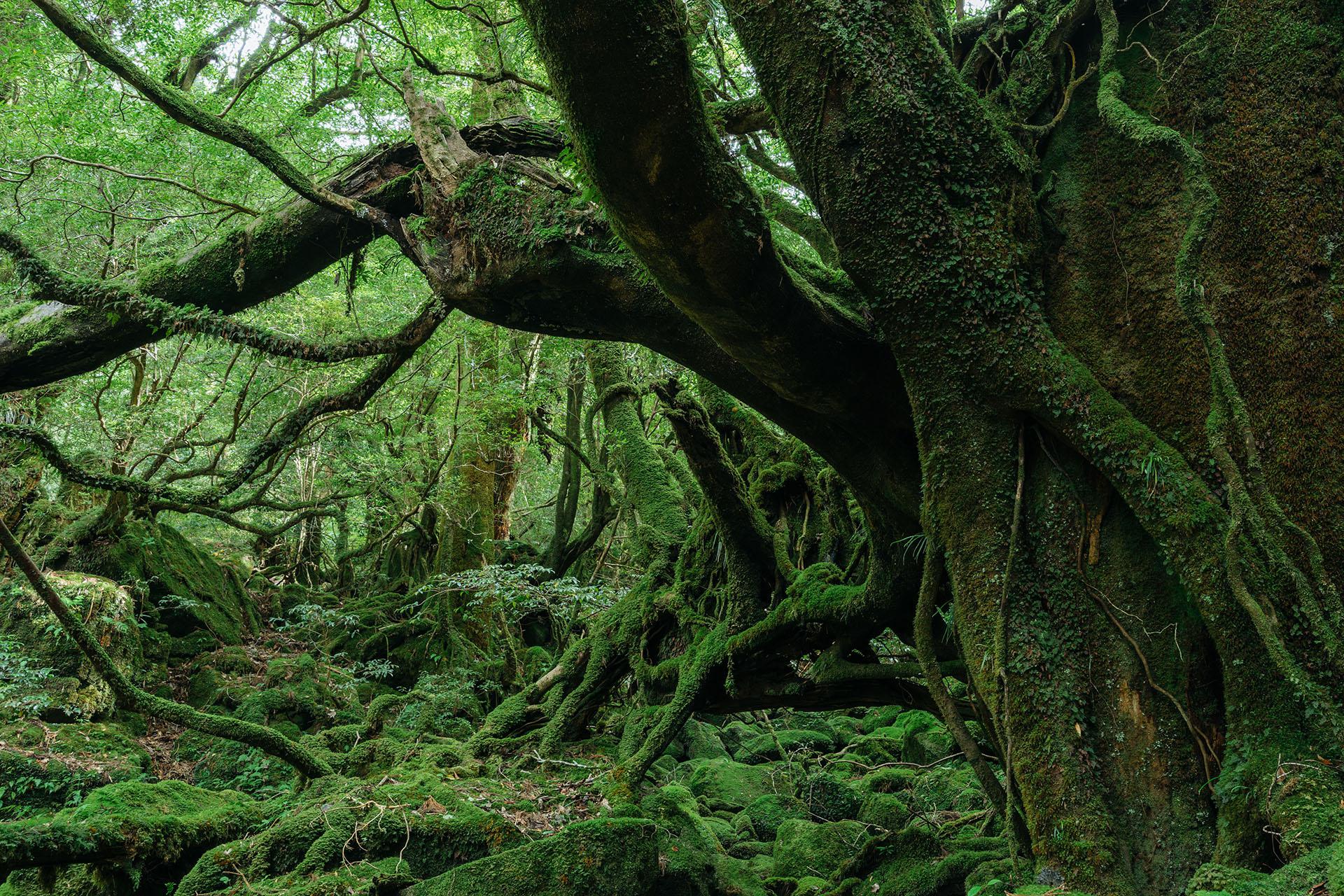 Лес на&nbsp;острове&nbsp;Якусима, Япония