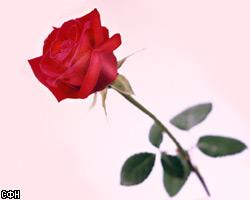 Российские бизнесмены вложат $15 млн. в грузинские розы