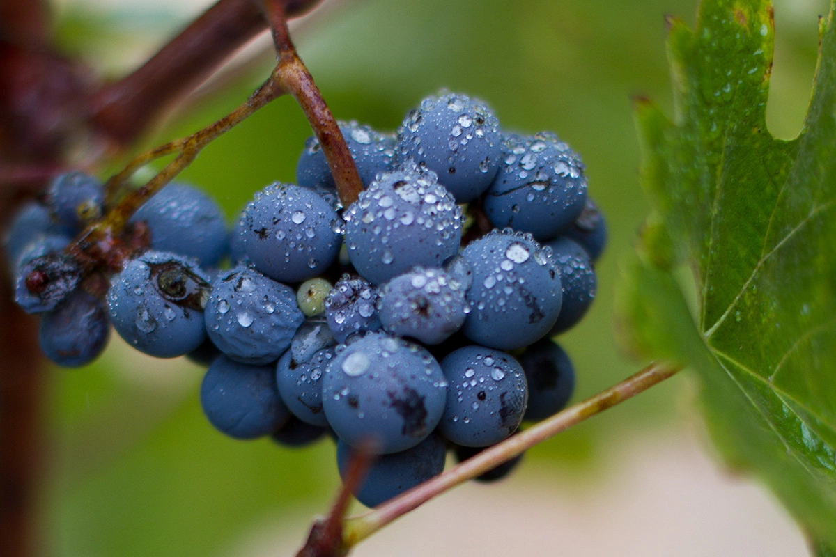 «Зинфандель»