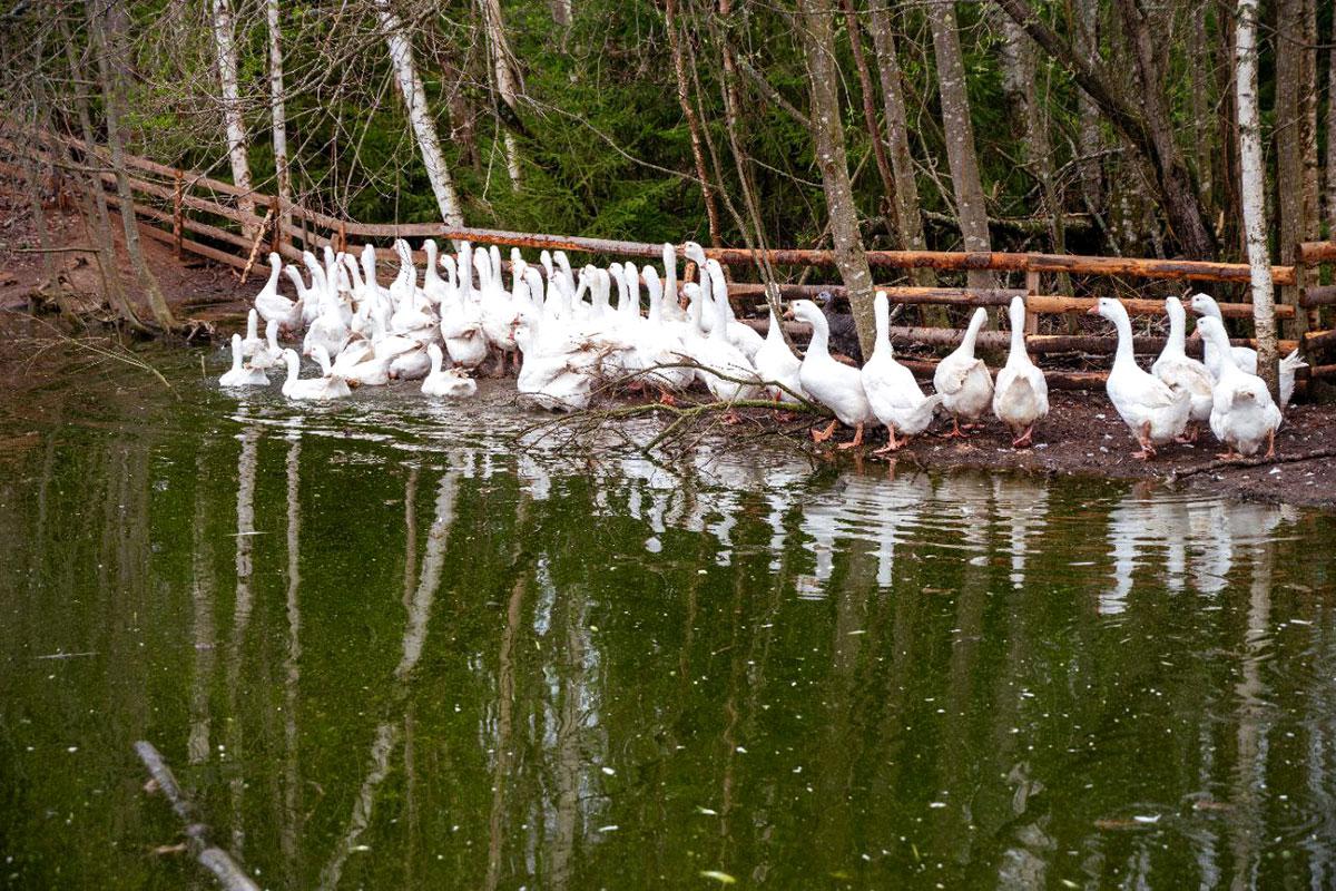 Экоферма&nbsp;&laquo;Гусиная столица&raquo;