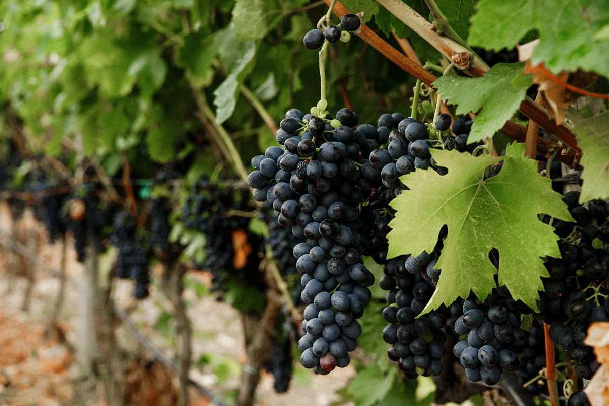 Глава французского профсоюза заявил о риске банкротства виноделов Бордо