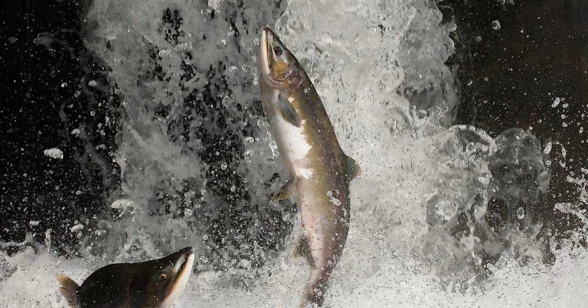 Федеральное агентство по рыболовству