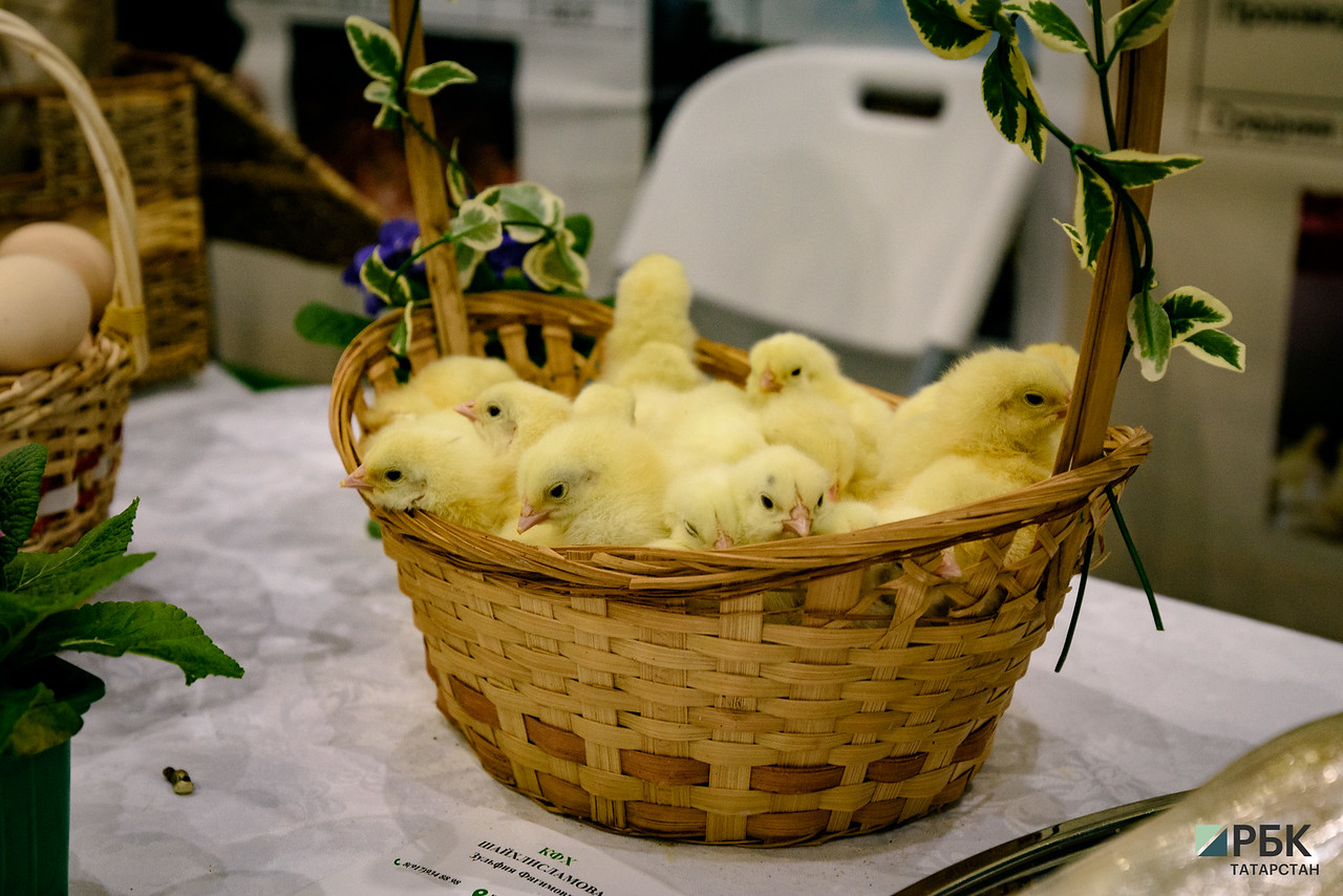 Кур — под крыло: птицеводы Татарстана заявили о потере рентабельности