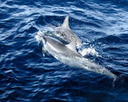 В Бразилии туристы спасли 30 дельфинов