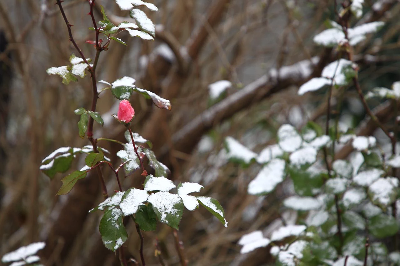 Александр Подгорчук