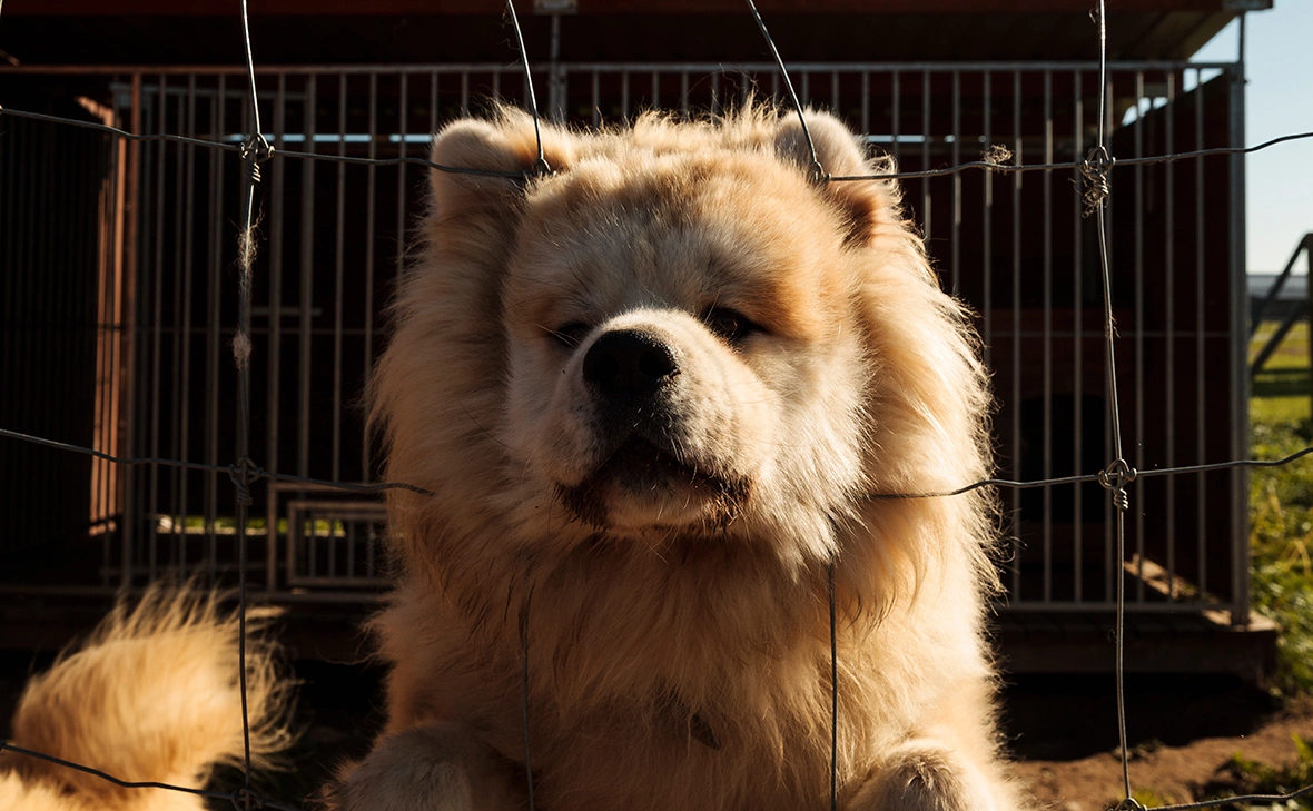 Владислав Шатило / РБК