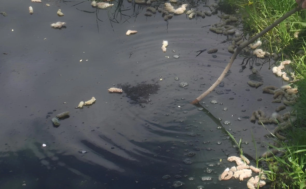 РБК Черноземье