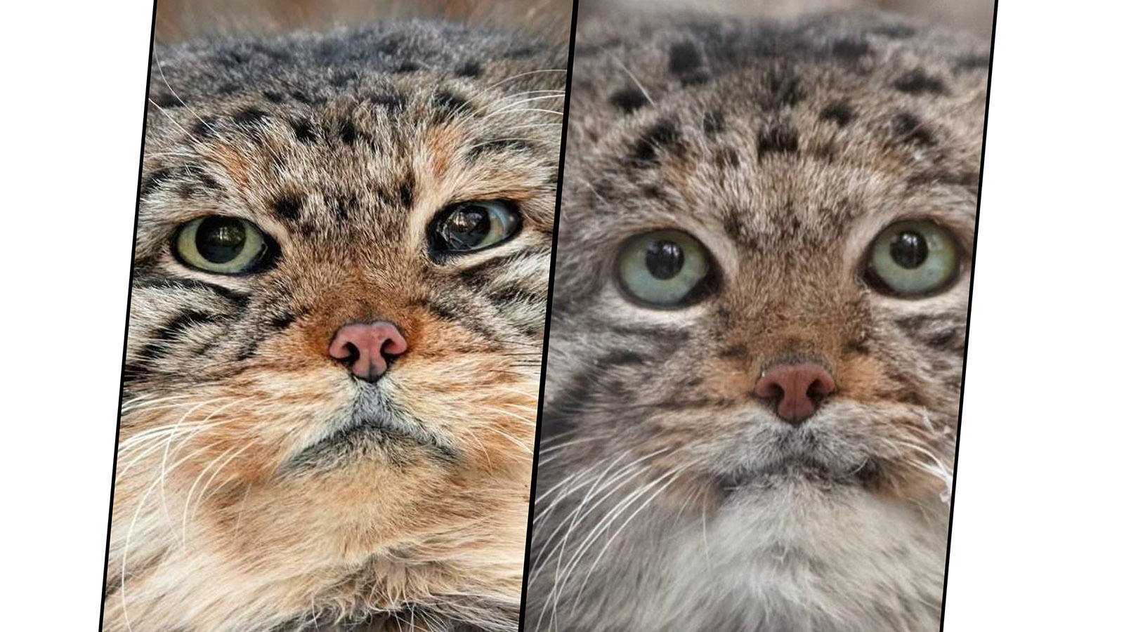 Манулы Зеленогорск и Караганда