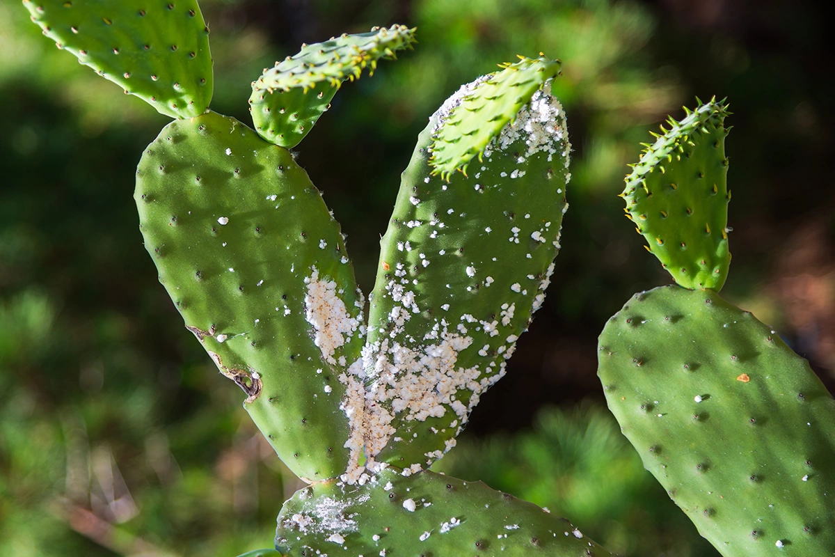 Кактусовый мучнистый червец — вредитель кактусов и других суккулентов