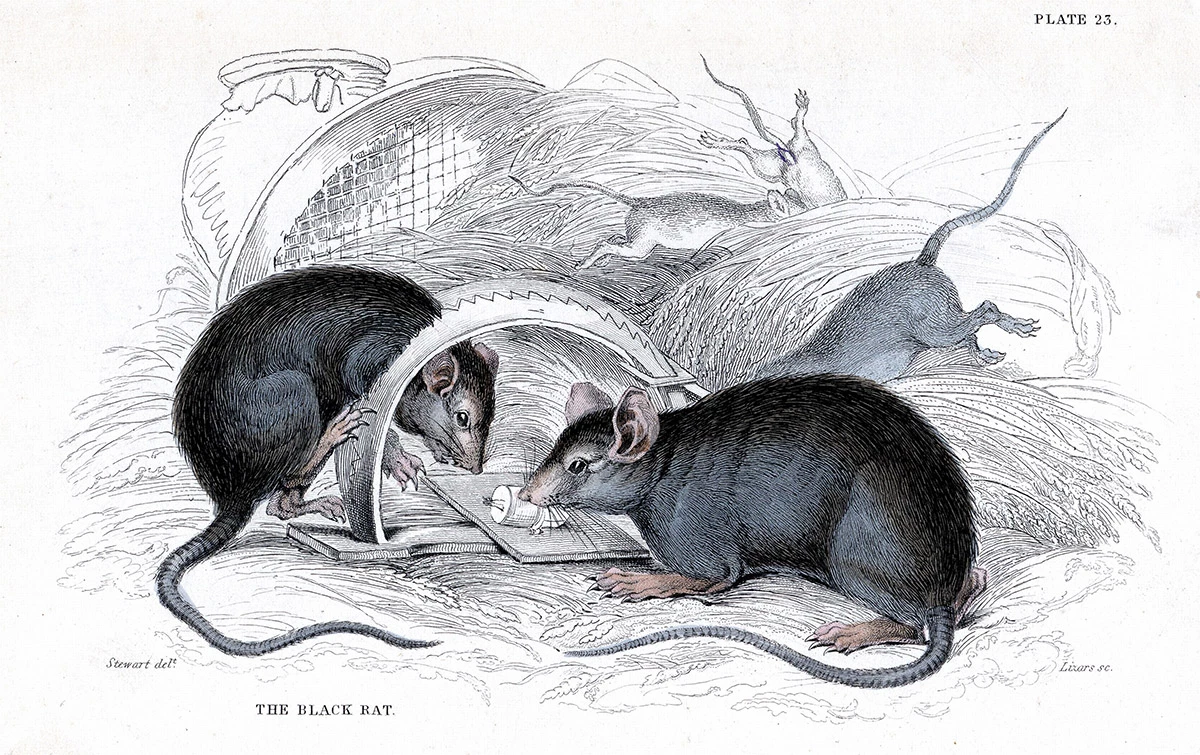 <p>Основными распространителями чумы были грызуны, в том числе крысы&nbsp;&nbsp;</p>