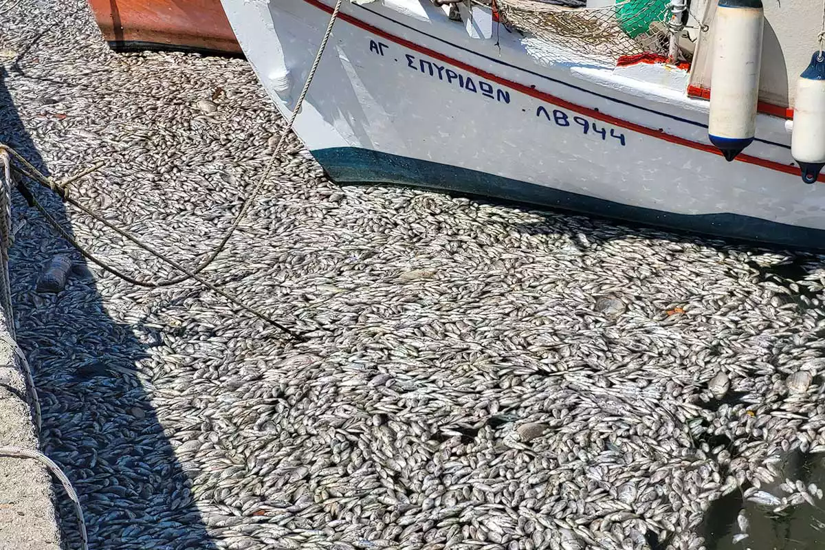 Пресноводную рыбу вынесло в соленые воды залива, где она не смогла выжить