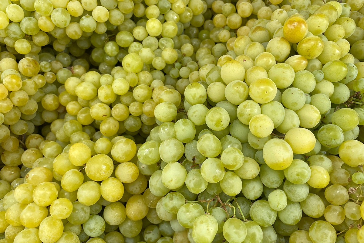 В общине Гундхайм, расположенной в земле Рейнланд-Пфальц на западе Германии, неизвестные похитили виноград сортов «рислинг» и «совиньон блан» с площади 8 тыс. кв. м