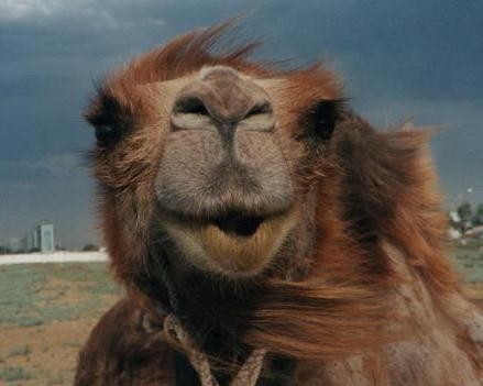 В Болгарском музее-заповеднике заведут верблюдов для повышения турпотока 