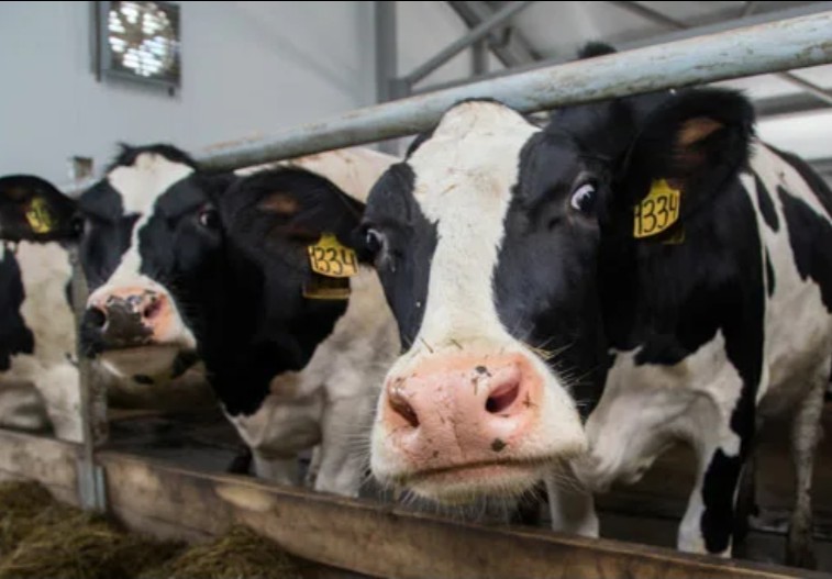 На 9,6% выросли надои молока на Вологодчине