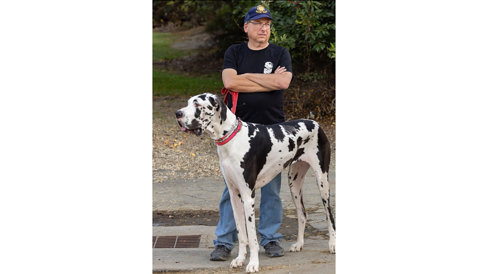 Посмотрите на самую высокую в мире собаку-самку