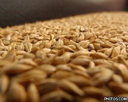 Замедление мировой экономики не скажется на рынке пшеницы
