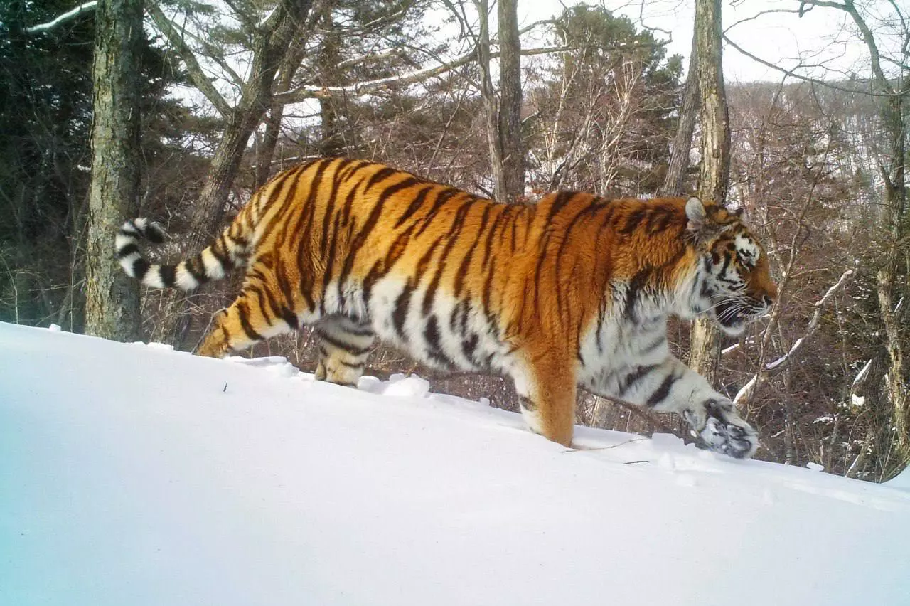 ФГБУ "Земля леопарда"