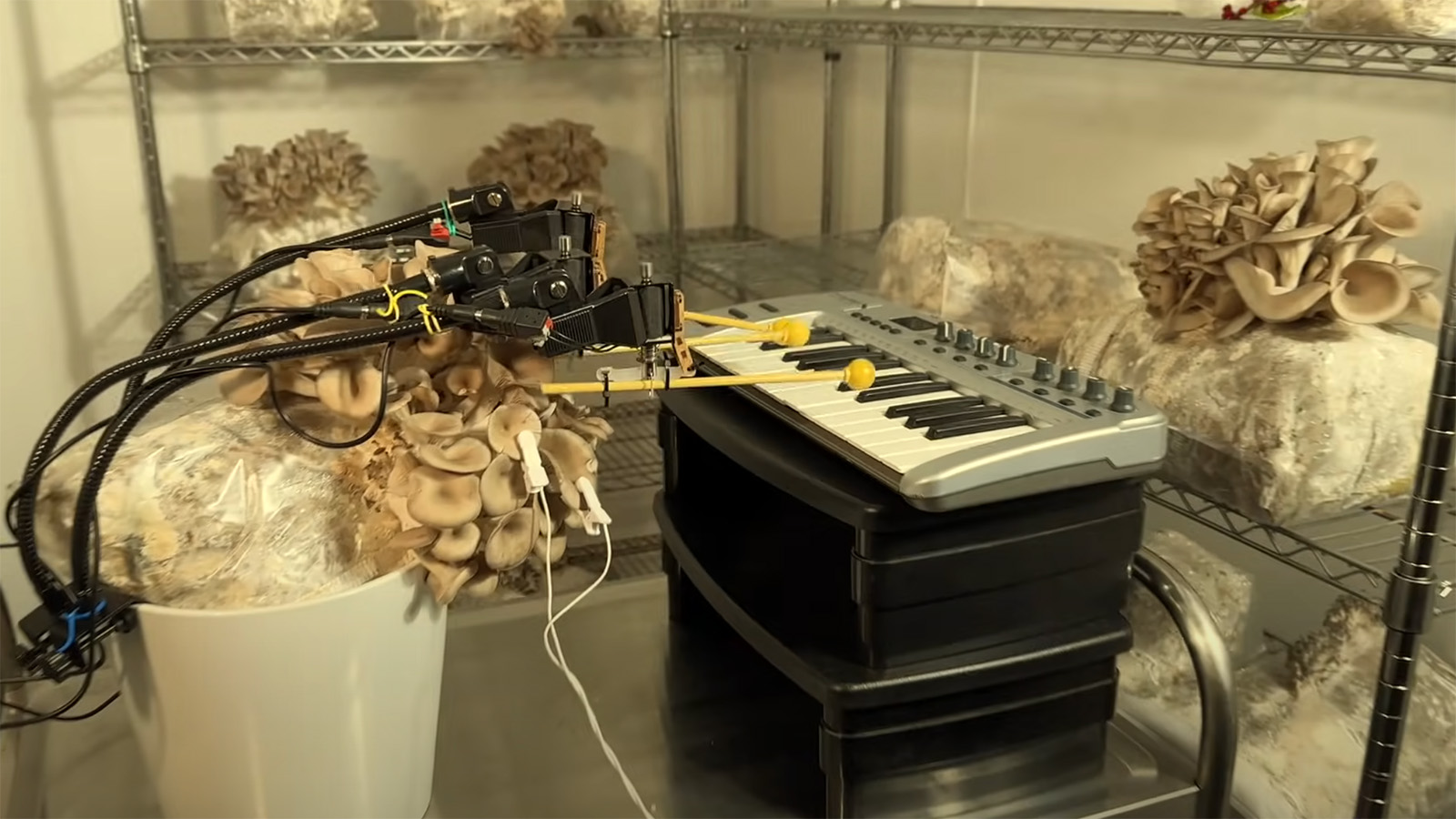 Грибной перформанс группы Bionic and the Wires