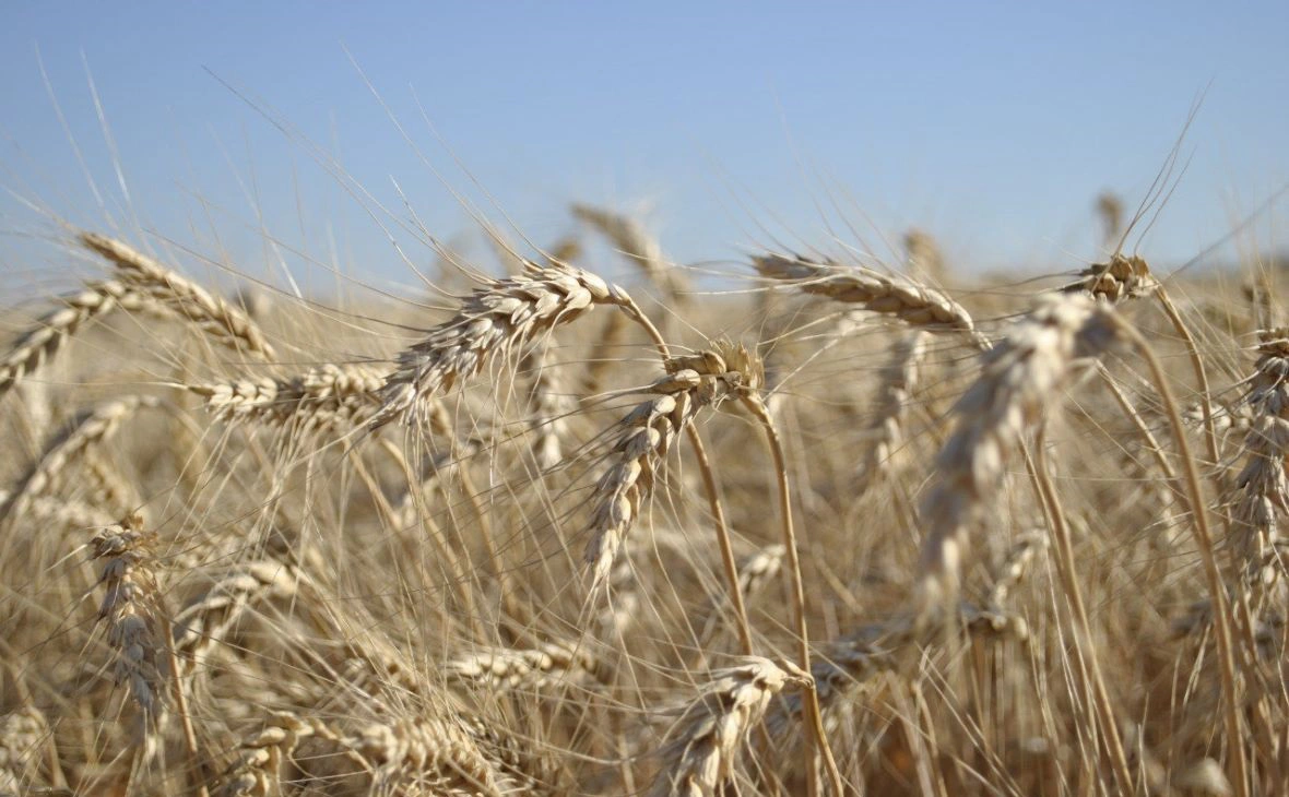 пресс-служба министерства сельского хозяйства Ростовской области