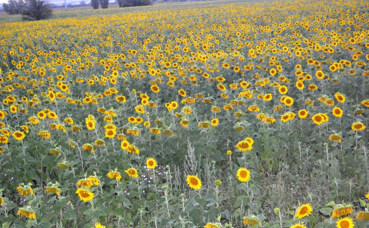 РБК Черноземье